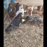 کفتر بوم پرشی