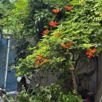 اجاره خانه ویلایی زیبا