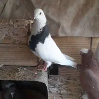 کفتر رنگی|پرنده|قم, ولیعصر|دیوار