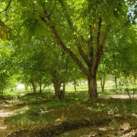 باغ گردو ۱۰۰۰ متری دنج و با صفا کنار چشمه