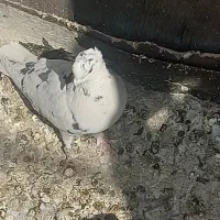 کفتر فروشی|پرنده|تهران, گرگان|دیوار