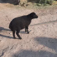 بره نر درجه یک