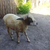 گوسفند نر وماده