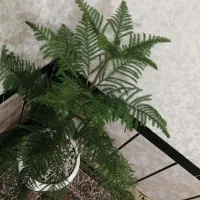 گل وگلدان|گل و گیاه طبیعی|پیرانشهر, |دیوار