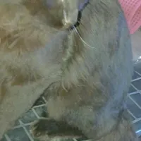 گربه خانگی