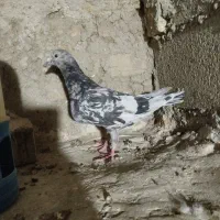سرور پلاکی ماده|پرنده|شیراز, باغ تخت|دیوار