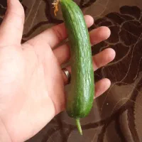 خیارشول