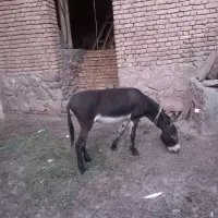 الاغ نر ۷سال فوقالعاده سرحال