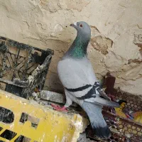 فروش سه عدد کبوتر نر