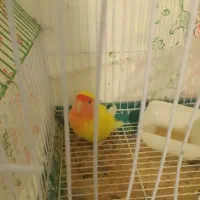 فروش دو پرنده(کوتوله و عروس)