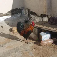 خروس|حیوانات مزرعه|اصفهان, شاهد|دیوار