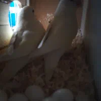 طوطی برزیلی جفت تخمگذار