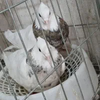 طوقی جفت هفت رنگ