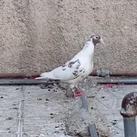 کفتر|پرنده|شیراز, دانشگاه شیراز|دیوار