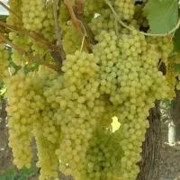 فروش نهال انگور، پیوندی و اصلاح شده
