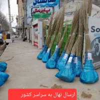 کاشت داشت برداشت همراه شماست  پاییزنهال ،صنوبر