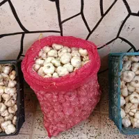 سیر تند همدان