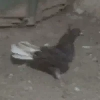 کبوتر