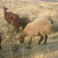 دو عدد گوسفد افشار اصل