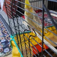 عروس هلندی  نر بالغ قیمت بده حراج