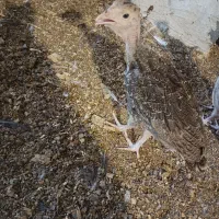 فروش بوقلمون برنز