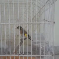 سهره|پرنده|تهران, مسعودیه|دیوار