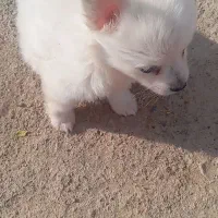 سگ مالتیز|سگ|قم, شهرک مهدیه (مدرس)|دیوار