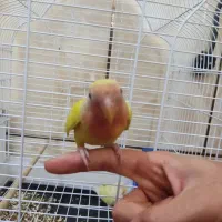 طوطی برزیلی دستی کامل|پرنده|حمیدیه, |دیوار