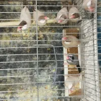 فنچ نرگسی|پرنده|شیراز, سرو|دیوار