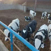 گوساله نر|حیوانات مزرعه|نیشابور, فضل|دیوار