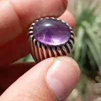 آماتیس برزیلی خوش رنگ
