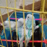 مرغ عشق|پرنده|گرگان, |دیوار