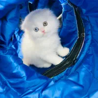 گربه ی عروسکی نژاد دار