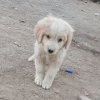 توله خارجی پا کوتاه