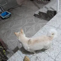 سگ پاکوتاه ماده حامله