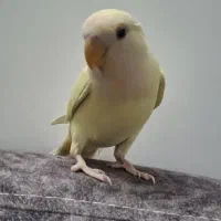 گمشده|حیوانات|قم, شاه ابراهیم|دیوار