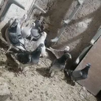 9 تا جونه هوایی