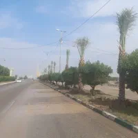 خرید و فروش نخل