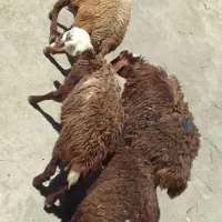 بره نره وماده قیمت مفت