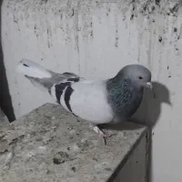 کبوتراصفهانی|پرنده|برخوار, |دیوار