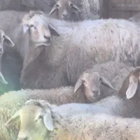 حیوانات|حیوانات مزرعه|مرادلو, |دیوار