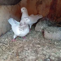 کبوتر