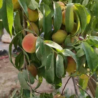 باغچه خوش قیمت|فروش خانه و ویلا|مشهد, تبادکان|دیوار