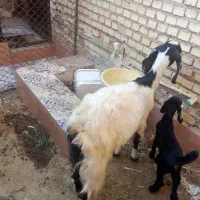 بز ماده مطفل با بزقاله ماده|حیوانات مزرعه|خرمشهر, |دیوار