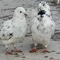 ک.بوتر نرو ماده نامبروان