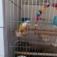 طوطی گرینچیک|پرنده|بانه, |دیوار