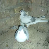 بد رنگ سوسنی و کبود