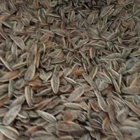 تخمه درجه یک بوداده|خوردنی و آشامیدنی|برخوار, |دیوار