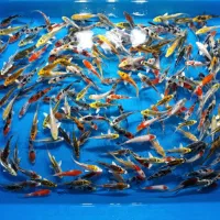 انواع کوی گرید ا