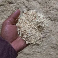 کاه گندم دیم و کاه جو